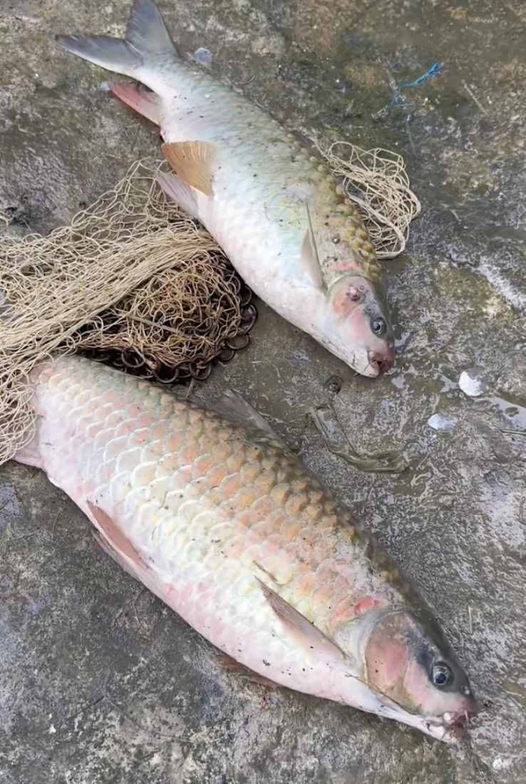 Loài cá đặc sản từng được mệnh danh “ngũ quái hà thủy”, thuộc loại hiếm có khó tìm, giá hơn 500.000 đồng/kg - 2