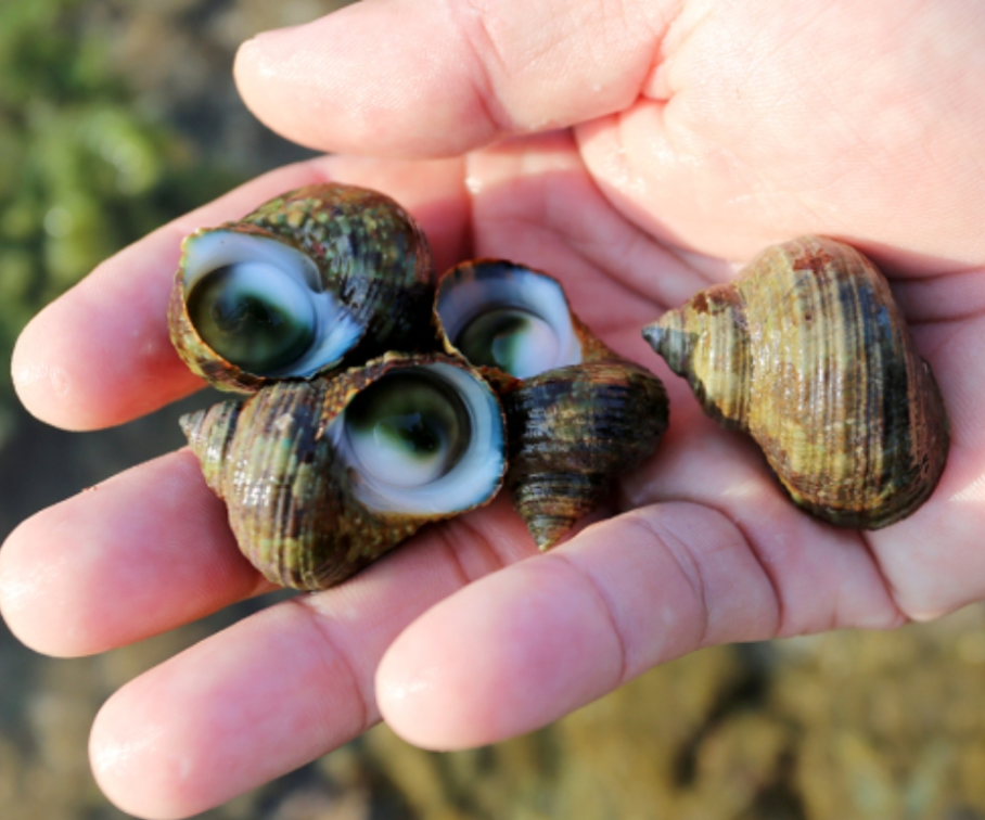 Đặc sản có tên độc lạ, xưa không ai ăn, nay thành món ngon nổi tiếng khắp vùng, 80.000 đồng/kg - 1