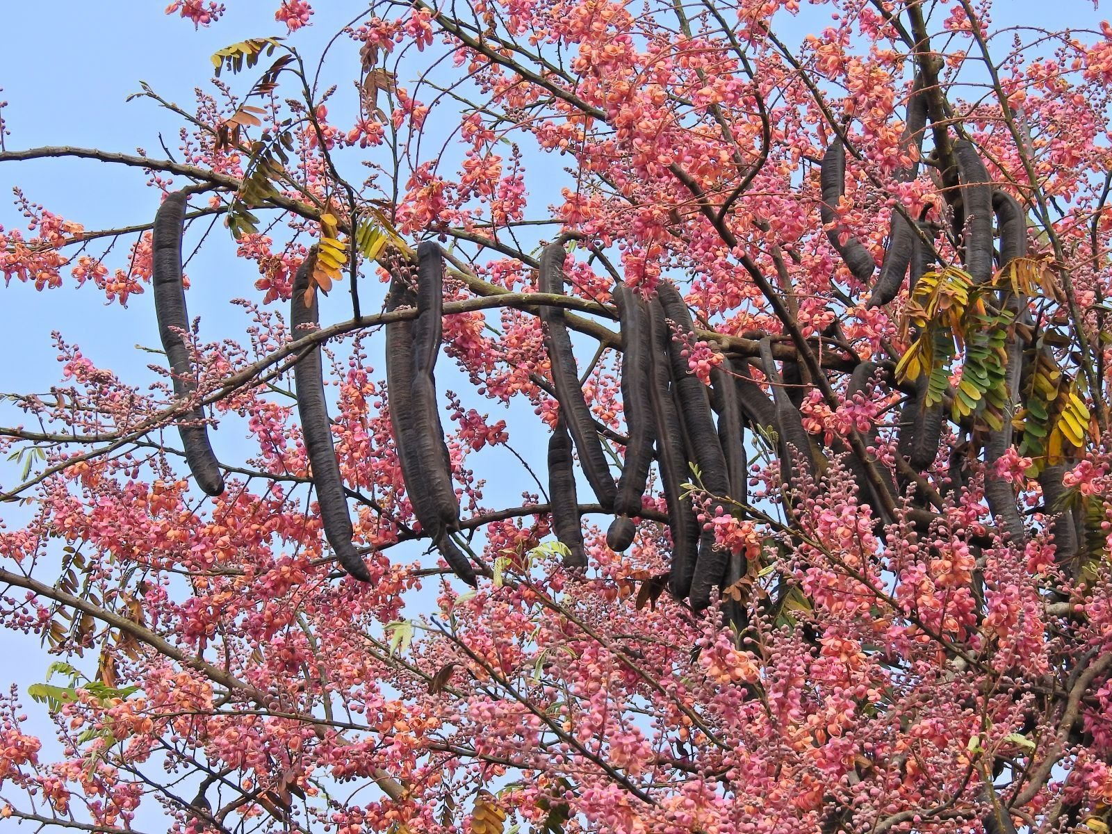 5 loại quả xưa rụng đầy gốc không ai ngó ngàng, nay lên đời thành đặc sản miền Tây được du khách thích mê - 5