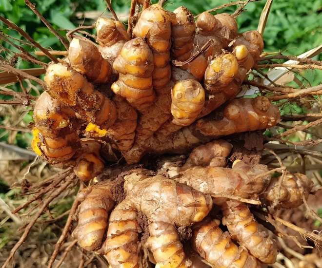 Loại củ dân dã xưa vứt trong xó bếp nay đổi đời thành "dược liệu", trồng bạt ngàn ở Việt Nam giúp nông dân làm giàu - 1