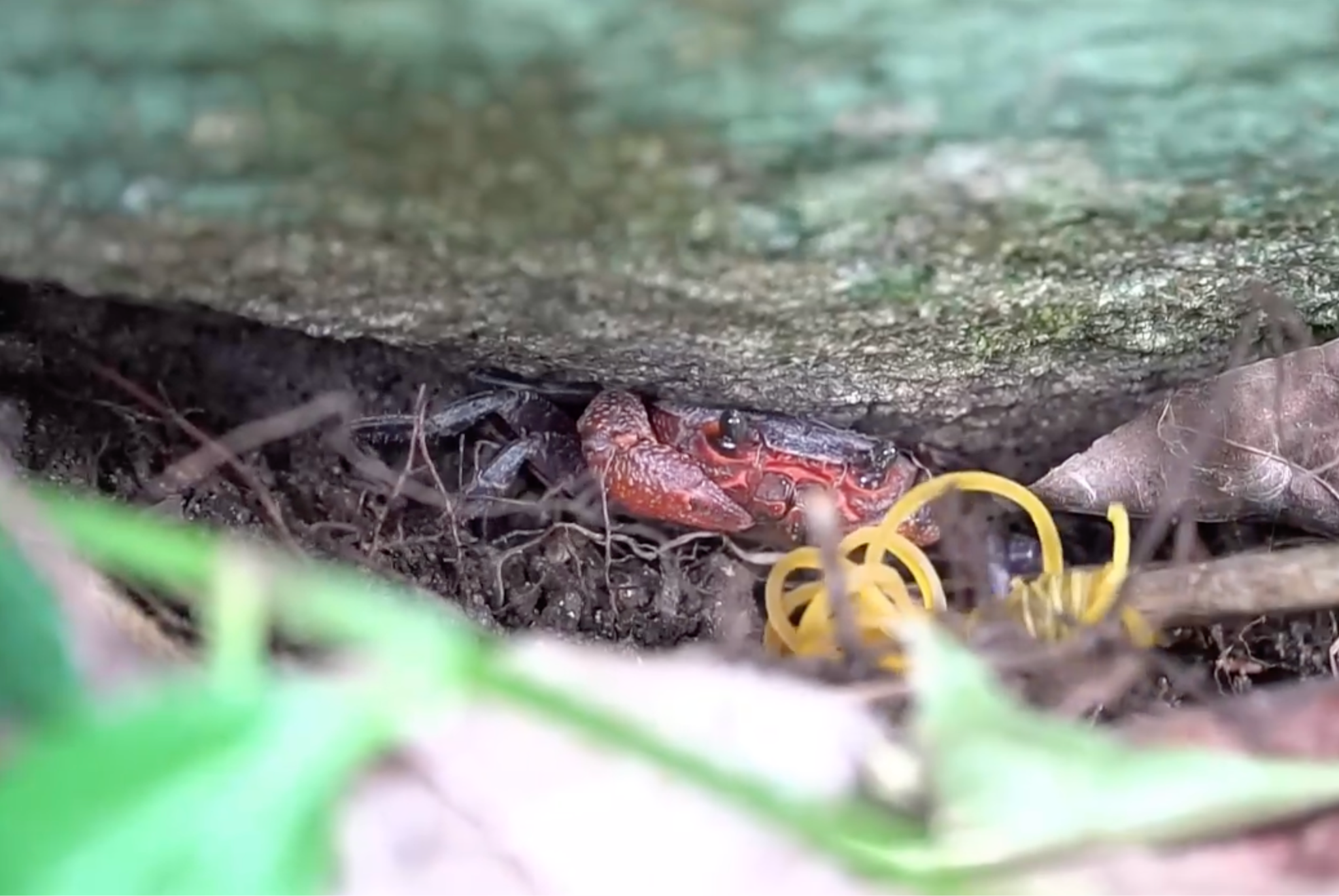 Nghề lạ ở Việt Nam: Lên núi câu con đặc sản được ví là “lộc trời” tại An Giang, người dân kiếm tiền triệu/ngày - 2