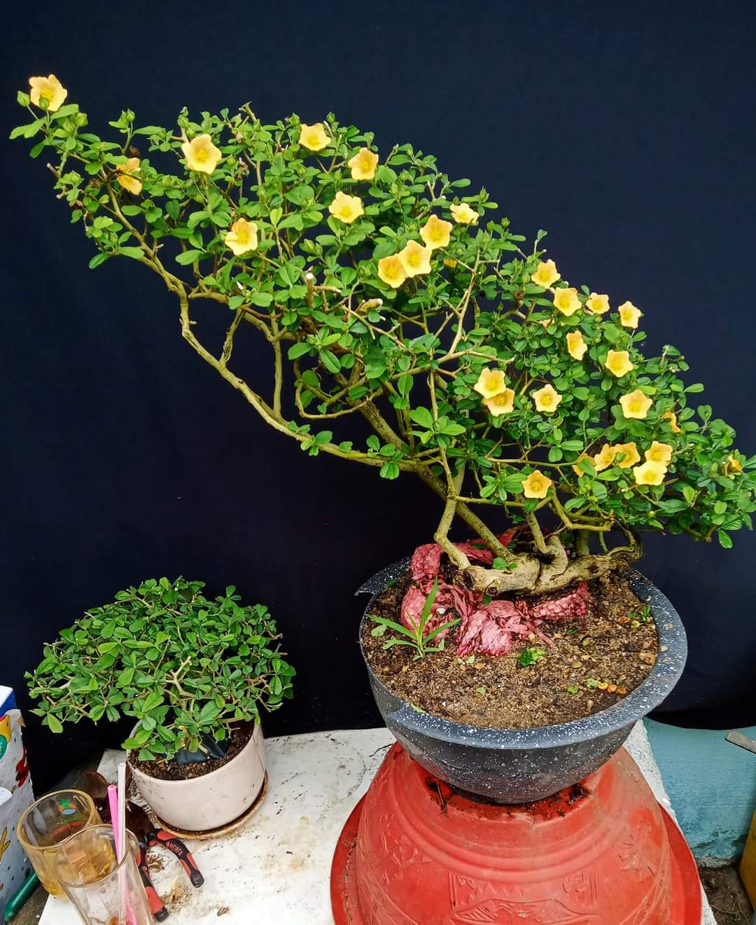 4 loại cây mọc hàng rào "lên chậu" thành bonsai đẹp lạ, mang lại tài lộc và cơ hội thăng tiến - 5