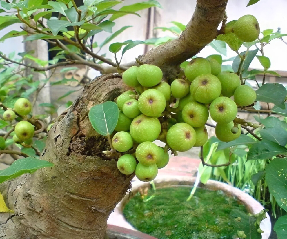 Loại quả trồng làm cảnh, nay thành đặc sản được ưa chuộng, 250.000 đ/kg xuất hiện trên mâm ngũ quả Tết - 1