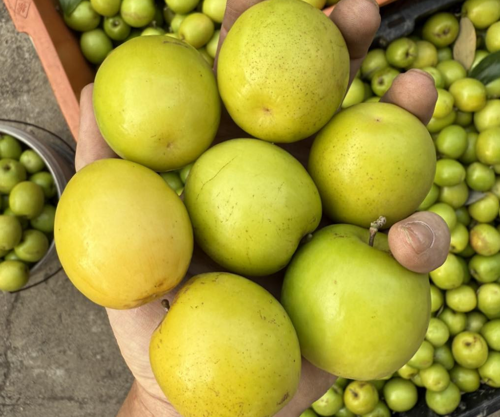 Loại quả “tốt nhất thế giới” chỉ có ở Hải Phòng, trồng trên đất “lạ” thành đặc sản vạn người mê, hút khách dịp Tết - 1