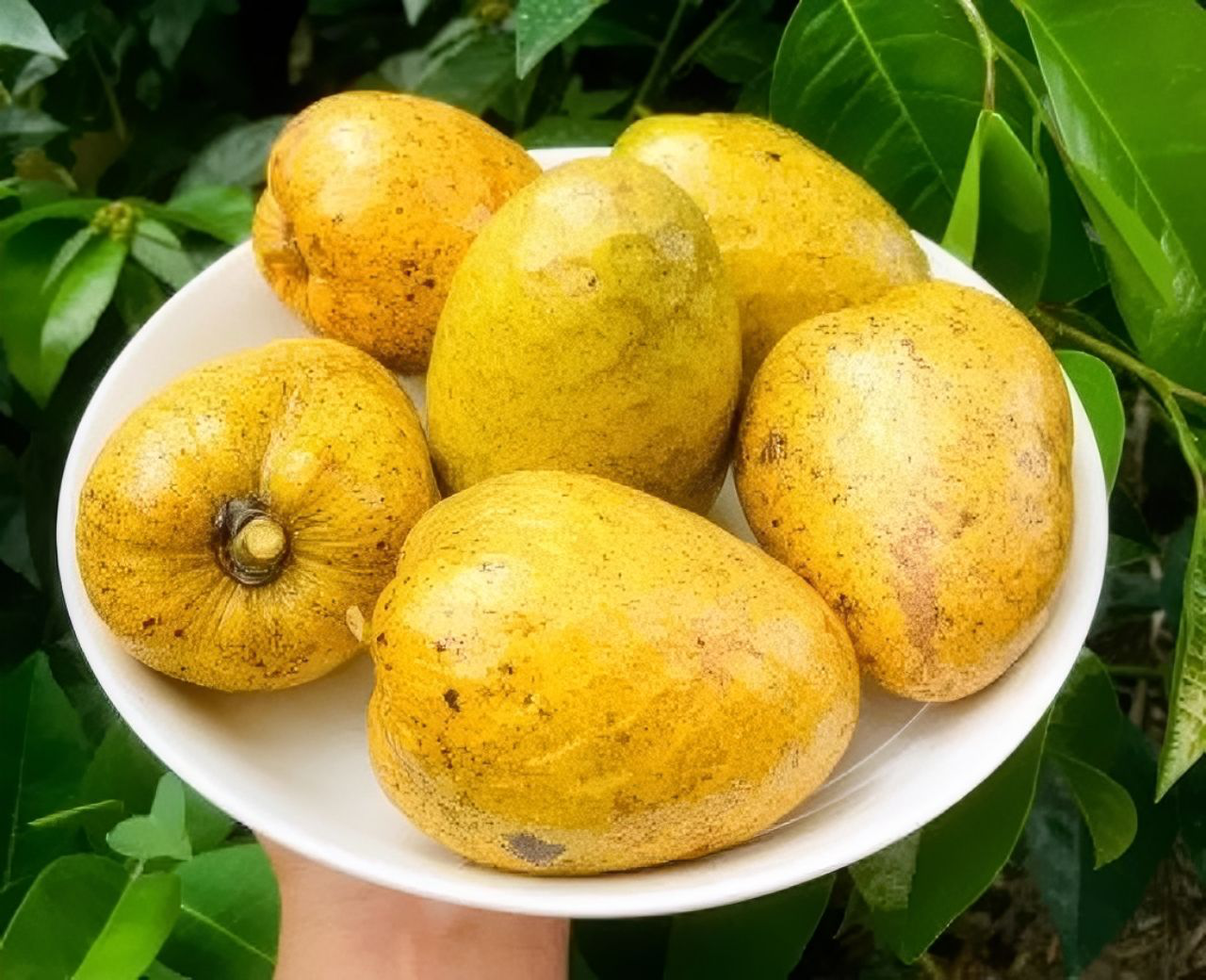 5 loại quả xưa rụng đầy gốc không ai ngó ngàng, nay lên đời thành đặc sản miền Tây được du khách thích mê - 3