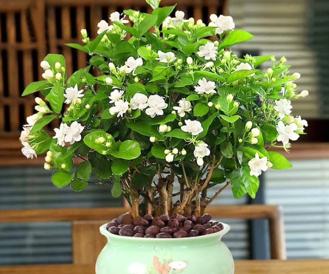 4 loại cây mọc hàng rào "lên chậu" thành bonsai đẹp lạ, mang lại tài lộc và cơ hội thăng tiến - 1