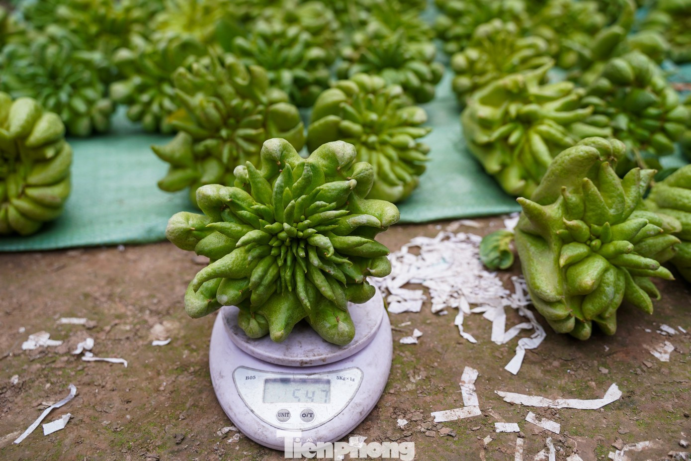 Tin tức 24h: Thời tiết Tết Nguyên đán thay đổi thế nào? - 4