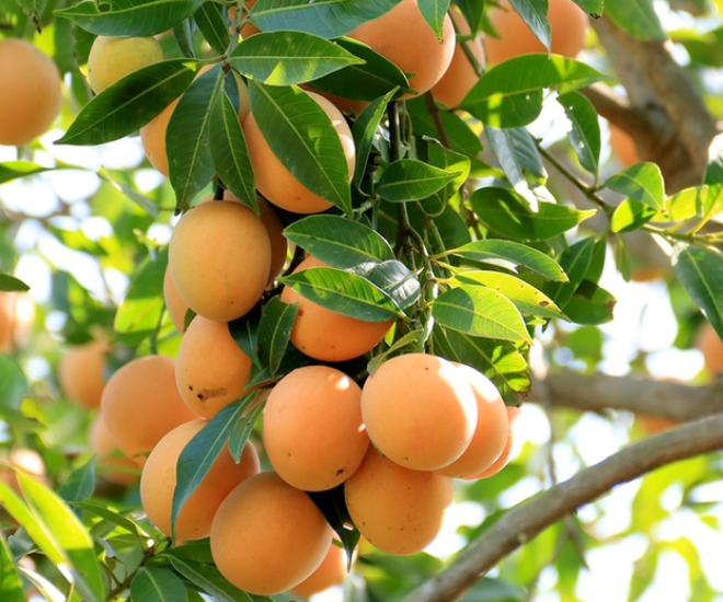 5 loại quả xưa rụng đầy gốc không ai ngó ngàng, nay lên đời thành đặc sản miền Tây được du khách thích mê - 1