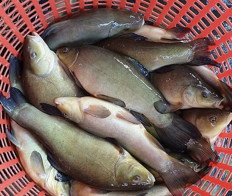 Loại cá chẳng tanh mà có mùi lạ, nghe tên đã thấy “thơm”, ngon chẳng kém cá hồi giá 200.000 đồng/kg, tốt cho sức khỏe - 1