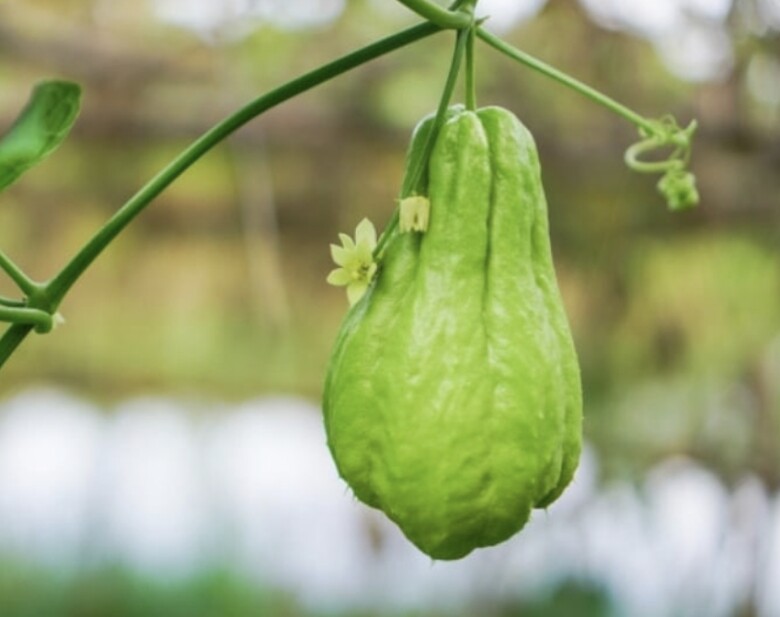 Loại quả ví như “thịt của người ăn chay”, là đặc sản núi rừng, đem xào vừa giòn vừa ngọt, tốt cho sức khỏe - 1
