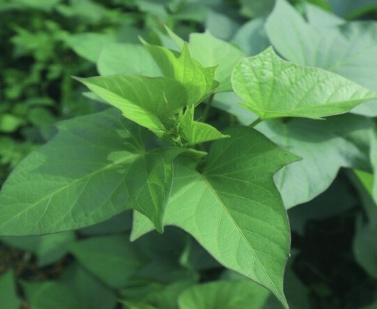 Loại rau xưa chỉ dùng nuôi heo nay lên đời thành đặc sản, ví như “rau trường thọ” giá 15.000 đồng/bó, tốt cho sức khỏe - 1