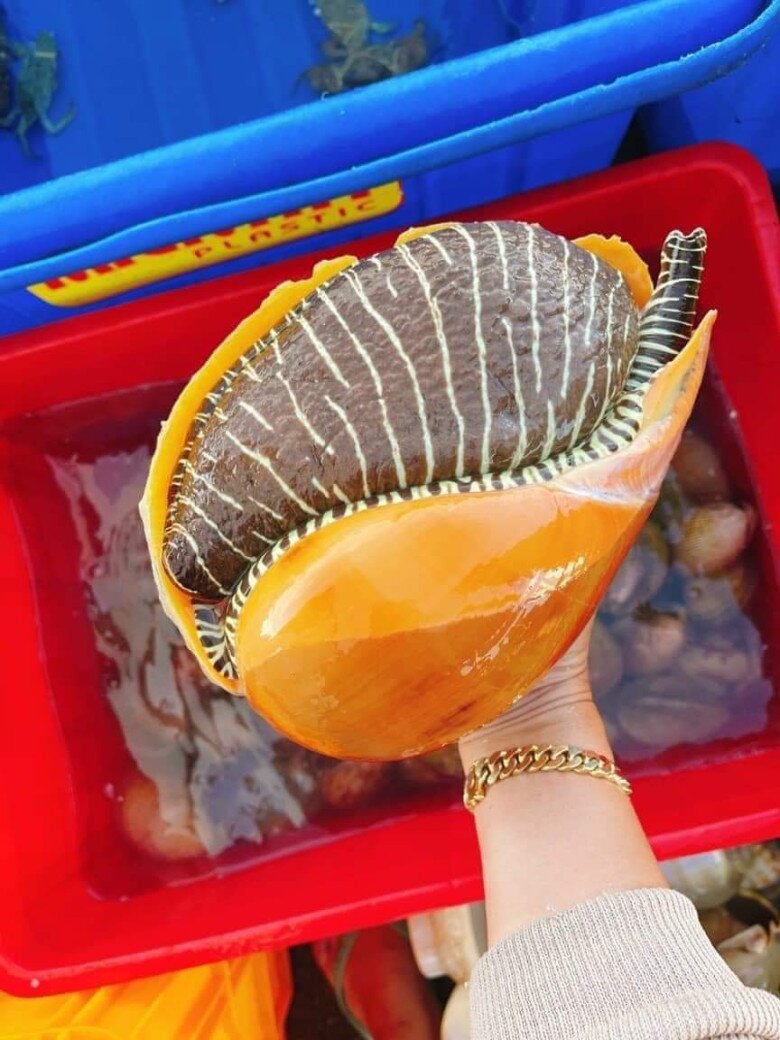 “Lộc trời” ở vùng biển Việt Nam, lâu lâu mới có, sở hữu kích thước khổng lồ, giá gần 1 triệu đồng/con vẫn được săn lùng - 4