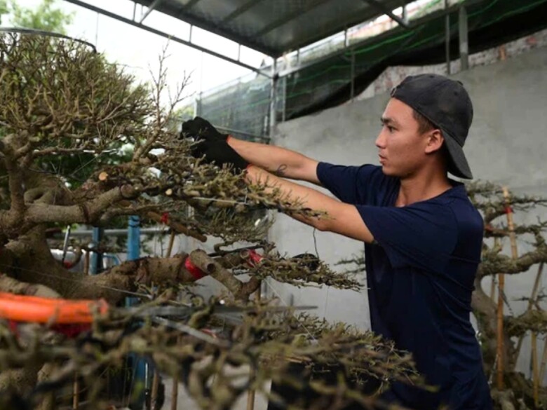 Nghề lạ ở Việt Nam: Người dân vui mừng khi chẳng cần vốn đầu tư, đi cắt lá là kiếm tiền triệu mỗi ngày dịp trước Tết - 3