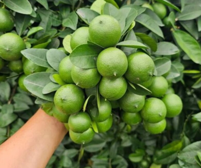 Nông dân đổi đời nhờ loại cây nghe tên đã "thấy giàu", ít tốn công chăm sóc, trồng một lần thu hoạch nhiều năm - 2