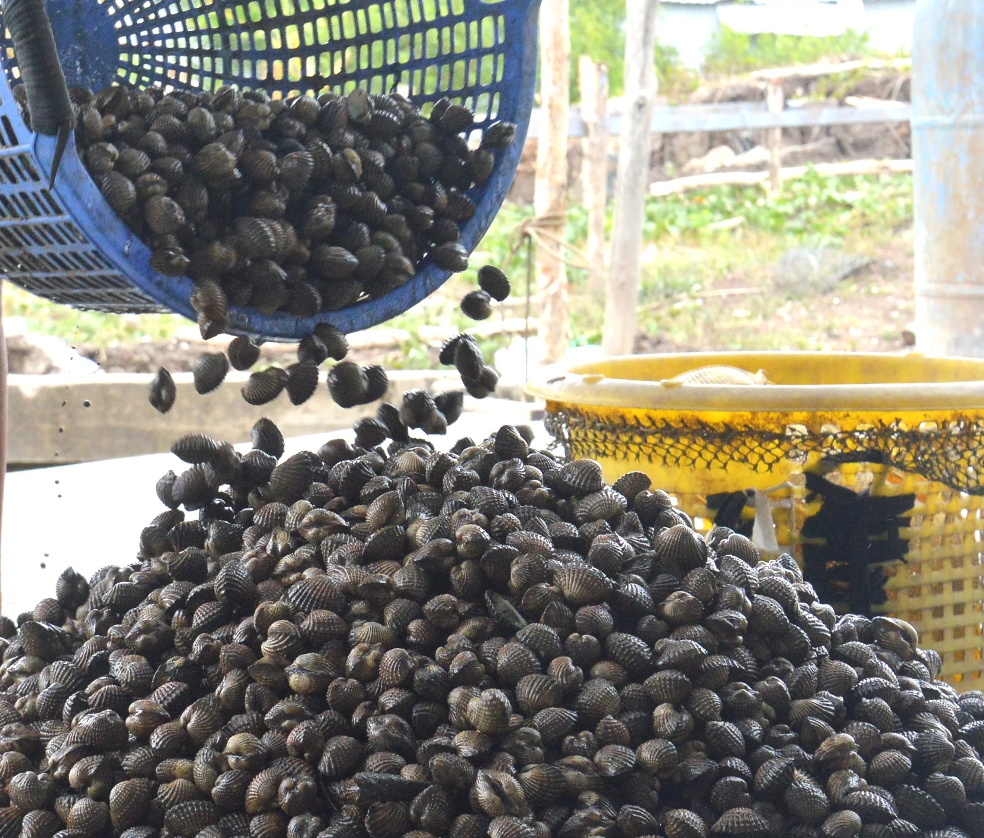 Nông dân đổi đời nhờ nuôi con tối ngày ngụp lặn dưới bùn, không phải cho ăn, tới mùa thu hoạch là "hốt bạc" - 3