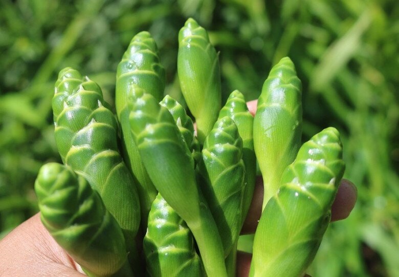 Thứ tưởng bỏ đi xưa không ai ngó ngàng nay lên đời thành đặc sản lạ, làm nhiều món ăn ngon, tốt cho sức khỏe - 1