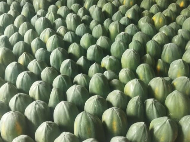 Loại quả "tốt nhất thế giới" chỉ có ở Tây Ninh, trồng 6 tháng cho thu hoạch, thành đặc sản Tết được ưa chuộng