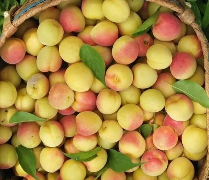 Loại quả “tốt nhất thế giới” chỉ có ở Lào Cai, trồng một lần thu hoạch nhiều năm, thành đặc sản nổi tiếng 70.000 đồng/kg - 2