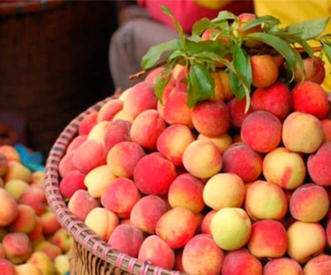 Loại quả “tốt nhất thế giới” chỉ có ở Lào Cai, trồng một lần thu hoạch nhiều năm, thành đặc sản nổi tiếng 70.000 đồng/kg - 1