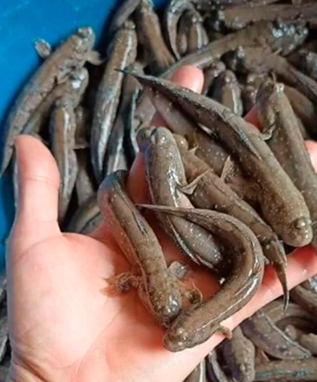 Đặc sản chỉ có ở Ninh Bình chui lên từ bùn đất, xưa không ai ngó ngàng nay dân thành phố ưa chuộng, 200.000 đồng/kg - 2