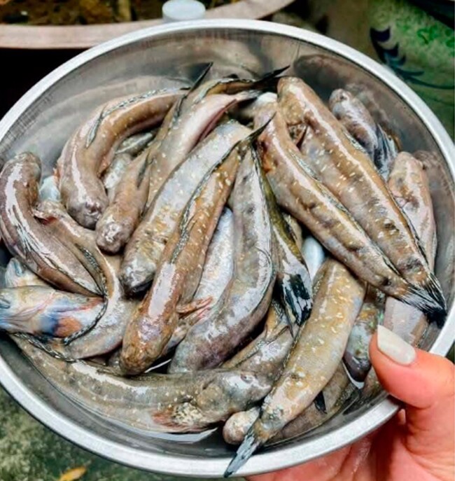 Đặc sản chỉ có ở Ninh Bình chui lên từ bùn đất, xưa không ai ngó ngàng nay dân thành phố ưa chuộng, 200.000 đồng/kg - 3