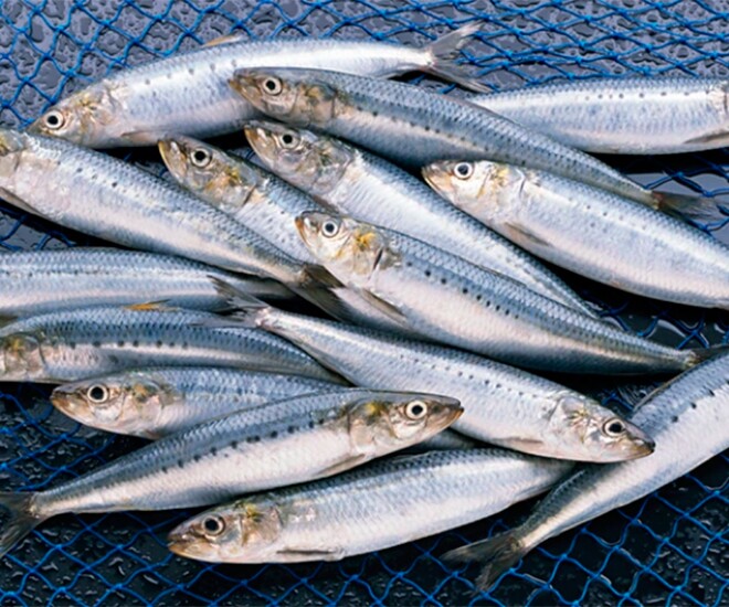 Loài cá ở quê "tốt hơn cá hồi", xưa không ai ngó ngàng nay thành đặc sản khoái khẩu ở thành phố, tốt cho sức khoẻ - 1