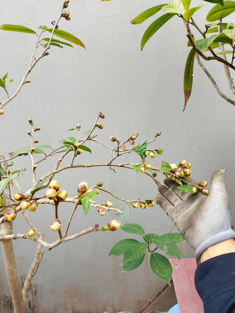 Cây mọc hàng rào "lên chậu" thành bonsai đẹp lạ, trưng Tết như rước tài lộc và may mắn vào nhà, giá đắt vẫn cháy hàng - 2