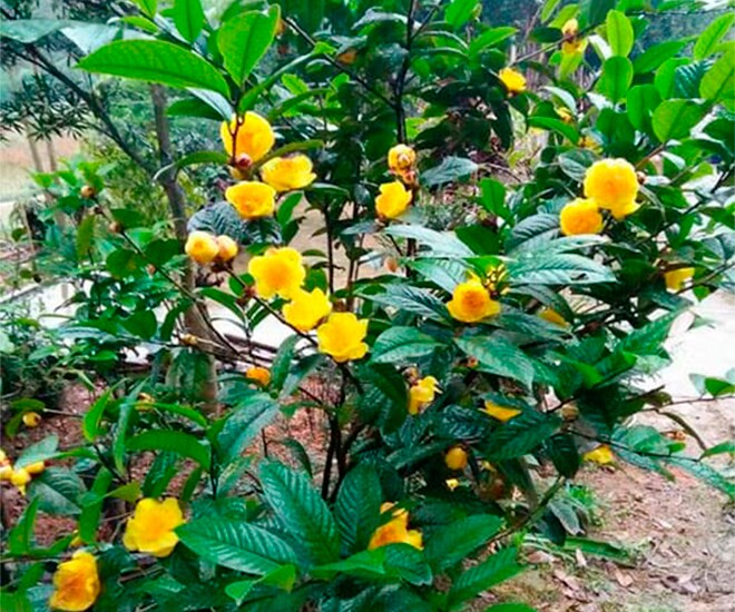 Cây mọc hàng rào "lên chậu" thành bonsai đẹp lạ, trưng Tết như rước tài lộc và may mắn vào nhà, giá đắt vẫn cháy hàng - 1