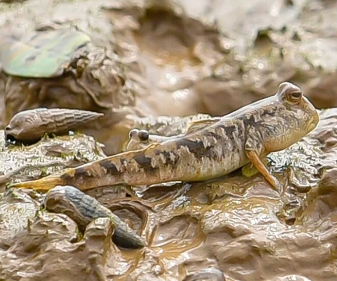 Đặc sản chỉ có ở Ninh Bình chui lên từ bùn đất, xưa không ai ngó ngàng nay dân thành phố ưa chuộng, 200.000 đồng/kg - 1