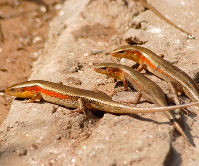 Đặc sản bò ra từ bụi rậm nhìn "sợ khiếp vía", xưa không ai dám ăn nay thành món ngon khắp vùng, 350.000 đ/kg - 1