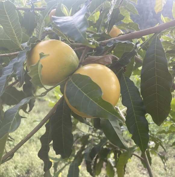 Đặc sản có tên "ngượng đỏ mặt", xưa không ai biết nay được ưa chuộng dịp Tết giá 80.000 đ/kg, thu hoạch quanh năm - 4