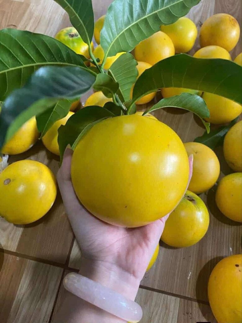 Đặc sản có tên "ngượng đỏ mặt", xưa không ai biết nay được ưa chuộng dịp Tết giá 80.000 đ/kg, thu hoạch quanh năm - 2