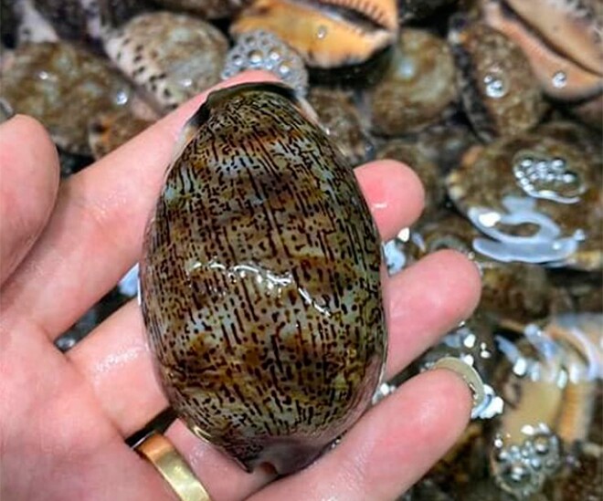 Đặc sản nghe tên "ngượng đỏ mặt" chỉ có ở miền Trung, xưa không ai ăn nay thành món khoái khẩu được ưa chuộng, 150.000 đồng/kg - 1