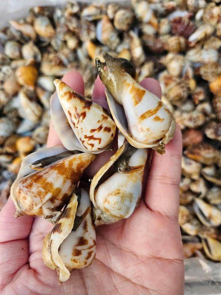 Đặc sản có tên "ngượng đỏ mặt", xưa không ai biết nay thành món khoái khẩu được ưa chuộng 200.000 đ/kg, thu hoạch quanh năm - 2