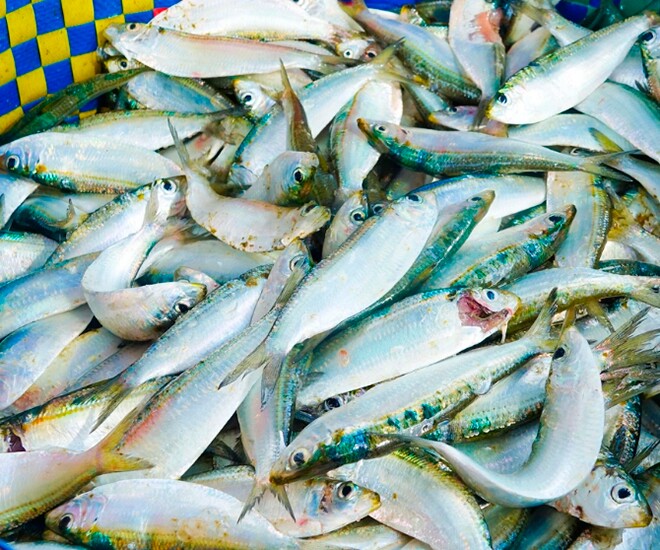 Loài cá ở quê "tốt hơn cá hồi", xưa cho lợn ăn nay thành đặc sản khoái khẩu được ưa chuộng, tốt cho sức khoẻ - 1