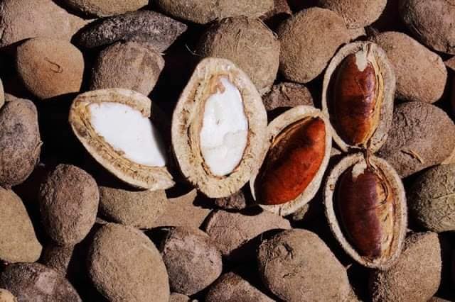 Loại hạt xưa rụng đầy gốc không ai ăn, giờ thành đặc sản được ưa chuộng, 150.000 đồng/kg "cháy hàng" dịp Tết - 2