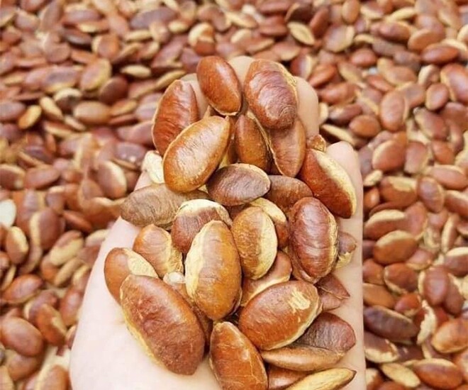 Loại hạt xưa rụng đầy gốc không ai ăn, giờ thành đặc sản được ưa chuộng, 150.000 đồng/kg "cháy hàng" dịp Tết - 1