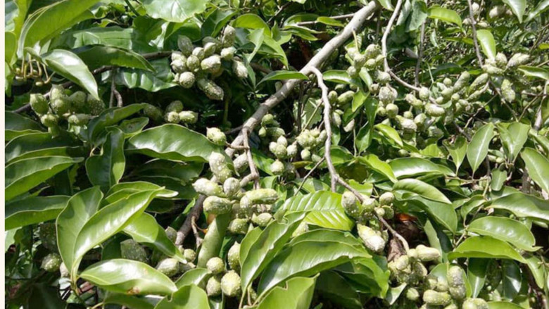 Loại hạt xưa rụng đầy gốc không ai ăn, nay thành đặc sản được ưa chuộng, trồng bạt ngàn ở Việt Nam thu hoạch nhiều năm - 2