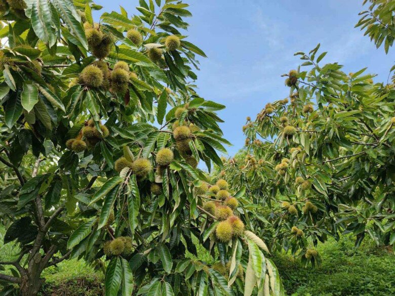 Loại hạt xưa rụng đầy gốc, nay thành đặc sản được ưa chuộng giá 100.000 đ/kg, trồng bạt ngàn ở Việt Nam thu hoạch nhiều năm - 2