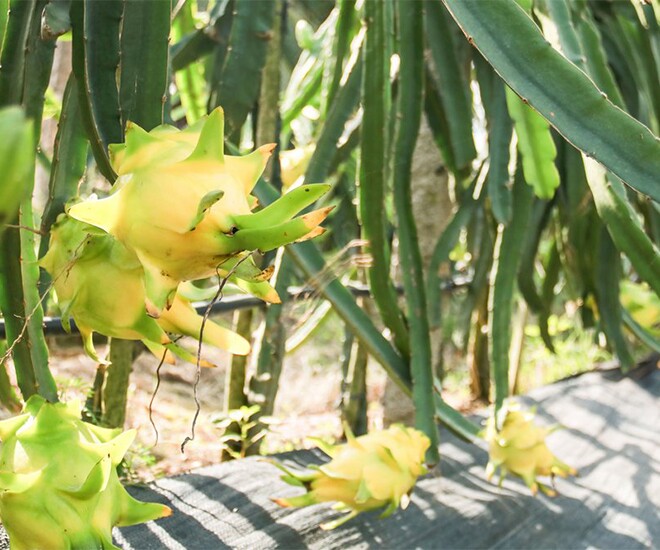 Loại quả đắt nhất thế giới, Việt Nam trồng 10 tháng cho thu hoạch, thành đặc sản nổi tiếng tốt cho sức khoẻ - 1