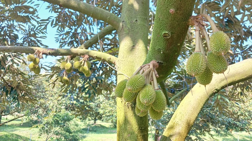 Loại quả đắt nhất thế giới, Việt Nam trồng thành công thu hoạch nhiều năm, là đặc sản nổi tiếng giá 300.000 đồng/kg - 3