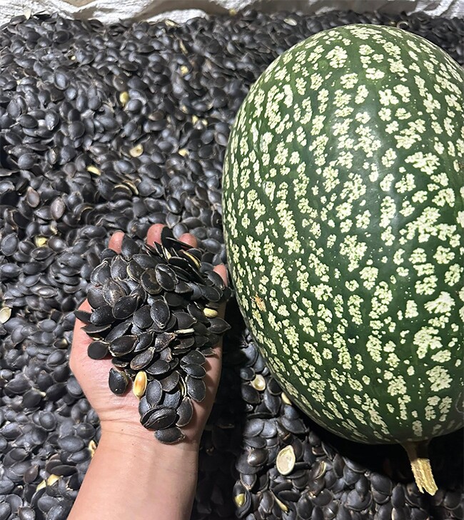 Loại quả leo bờ rào xưa không ai biết, nay thành đặc sản khoái khẩu được ưa chuộng dịp Tết, 260.000 đồng/kg - 2