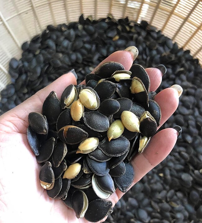 Loại quả leo bờ rào xưa không ai biết, nay thành đặc sản khoái khẩu được ưa chuộng dịp Tết, 260.000 đồng/kg - 5