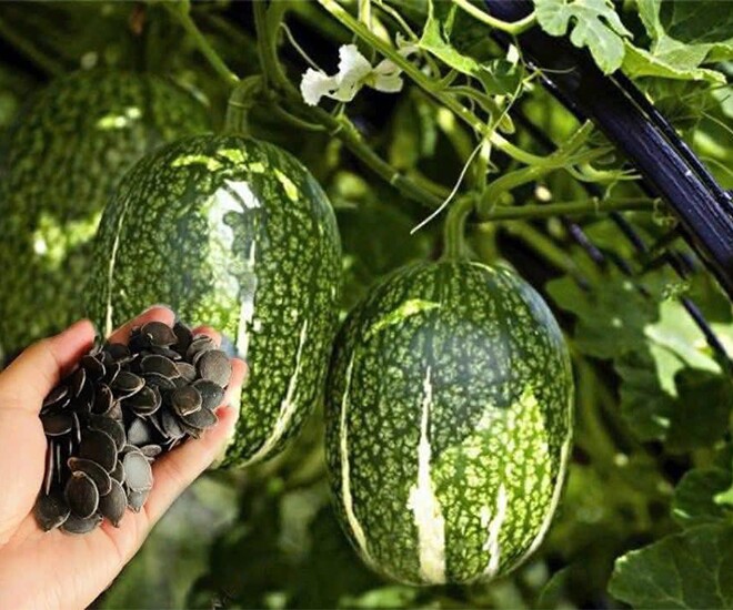 Loại quả leo bờ rào xưa không ai biết, nay thành đặc sản khoái khẩu được ưa chuộng dịp Tết, 260.000 đồng/kg - 1