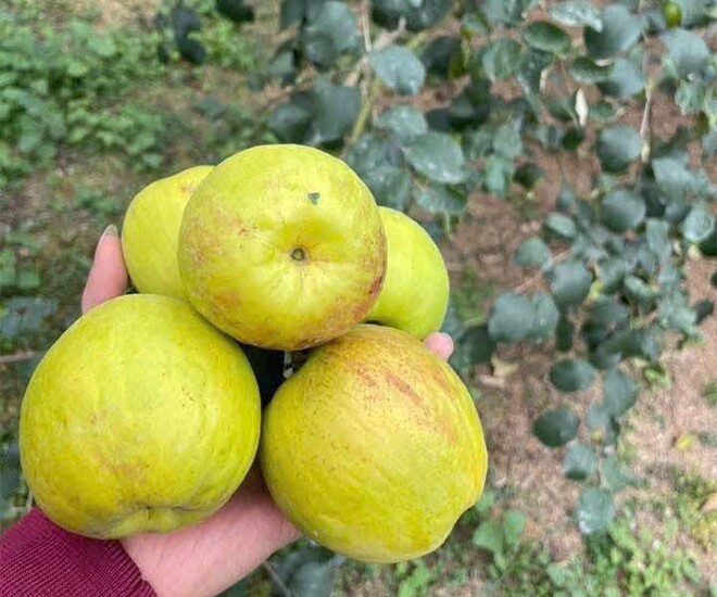 Loại quả "tốt nhất thế giới" chỉ có ở Bắc Ninh, thành đặc sản hút khách dịp Tết, trồng một lần thu hoạch nhiều năm - 1