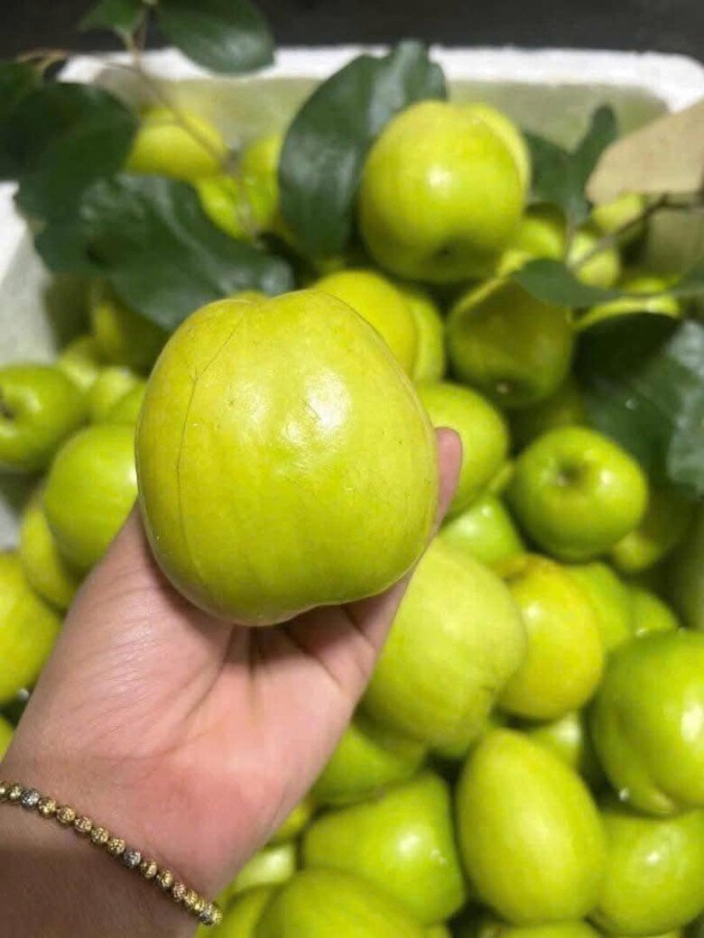 Loại quả "tốt nhất thế giới" chỉ có ở Bắc Ninh, thành đặc sản hút khách dịp Tết, trồng một lần thu hoạch nhiều năm - 4