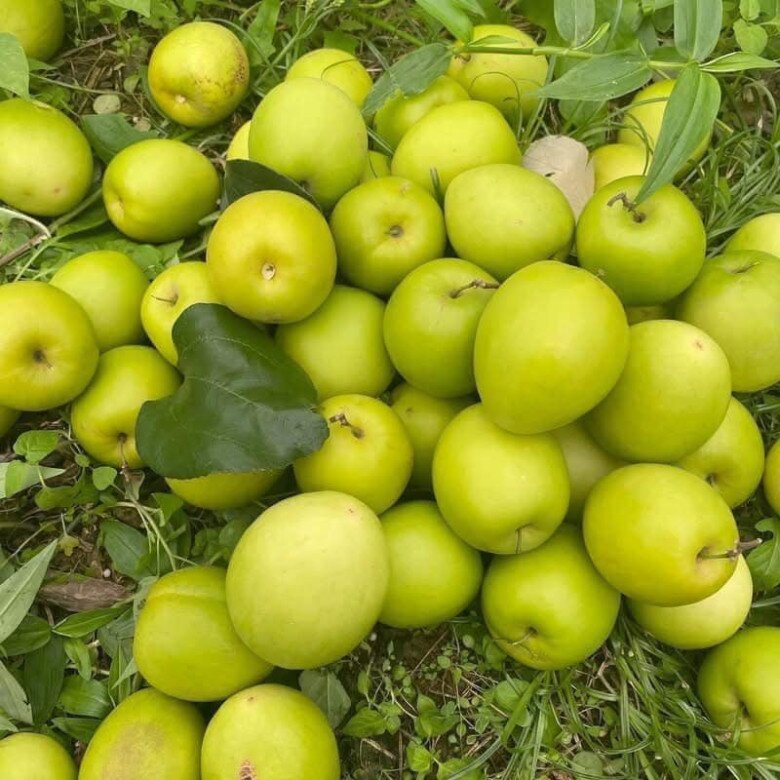 Loại quả "tốt nhất thế giới" chỉ có ở Bắc Ninh, thành đặc sản hút khách dịp Tết, trồng một lần thu hoạch nhiều năm - 2