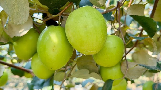 Loại quả "tốt nhất thế giới" chỉ có ở Bắc Ninh, thành đặc sản hút khách dịp Tết, trồng một lần thu hoạch nhiều năm - 3