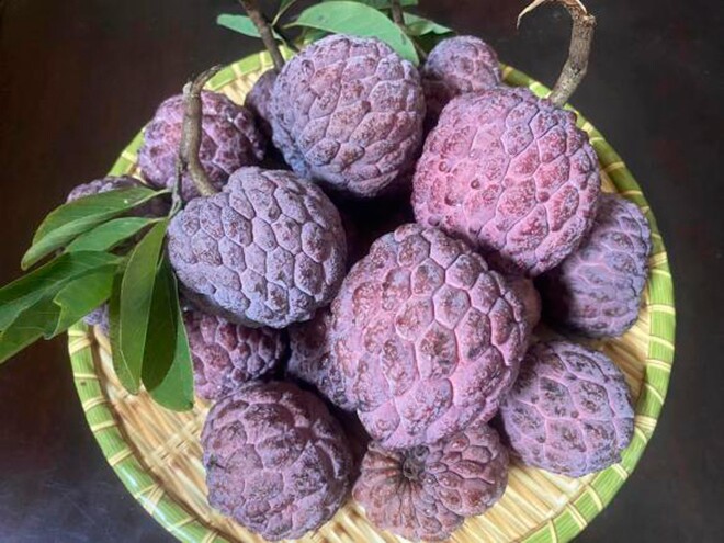 Loại quả "tốt nhất thế giới" chỉ có ở Bắc Ninh, trồng một lần thu hoạch nhiều năm, thành đặc sản lạ giá 70.000 đồng/kg - 2