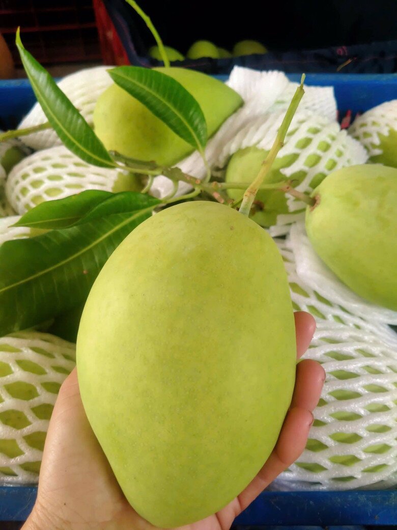 Loại quả "tốt nhất thế giới" chỉ có ở Đồng Tháp, thành đặc sản đắt khách dịp Tết, trồng một lần thu hoạch nhiều năm - 2